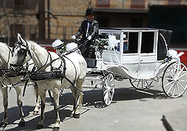 Carrozza cavalli e cocchiere per matrimoni