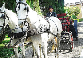 Carrozza  per matrimoni